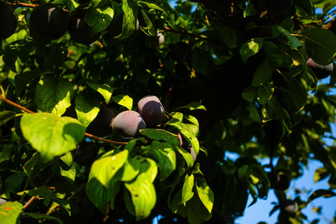 Fotos Fundos Los Ciruelos-38